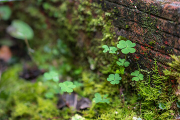 Three leaf Shamrock leaves close up. Close up of a bunch of green clover. Green clover background