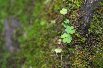Three leaf Shamrock leaves close up. Close up of a bunch of green clover. Green clover background