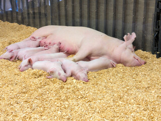hungry piglets and mama pig resting