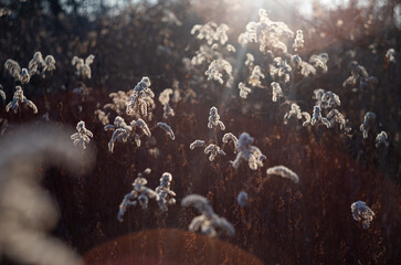 Dry plant branches on a sunny day © Patryk Michalski