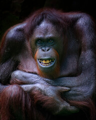 Close up portrait of a bornean orangutan