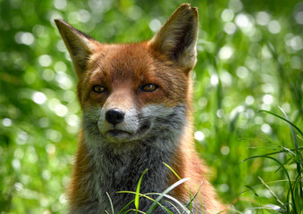 A close up of a watching Red Fox