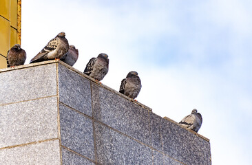 Six rock pigeons sit on granite slabs in the city, ruffled from the cold, against the blue sky.