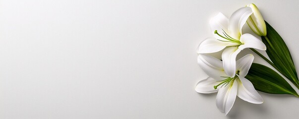 Obraz premium A serene composition featuring white lilies and green leaves, set against a minimalist background, evoking purity and tranquility.