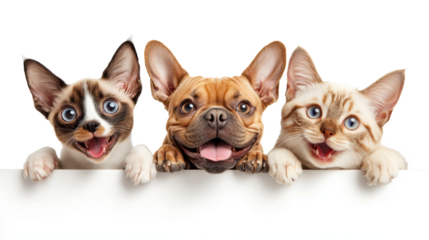 Cute Pets: Cat and Dog Smiling on Transparent Background