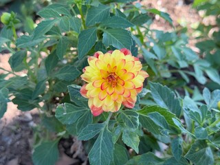 Beautiful red yellow dahlia flower close-up. Elegant display of red Dahlia Pinnata flower in the garden. Family Asteraceae. Common name garden dahlia, sunflower, daisy, chrysanthemum, zinnia.
