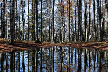pond in the forest in autumn