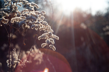 Dry plant branches on a sunny day © Patryk Michalski