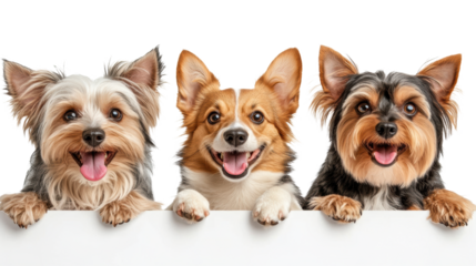Happy Dogs on Transparent Background