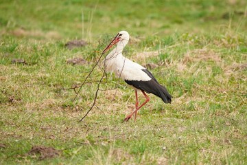 White Stork Walking with Twigs in its Beak for Nest