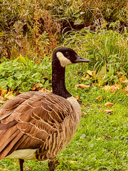 Canada Goose (Branta canadensis) in the park