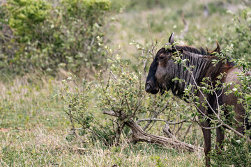 blue wildebeest in African savanna, Kruger National Park, South Africa. Green grass and bushes