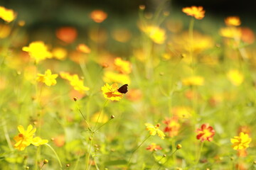 butterfly in the flowers