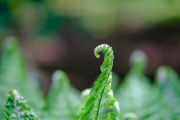 A closeup view featuring a green fern leaf that has a worm on it