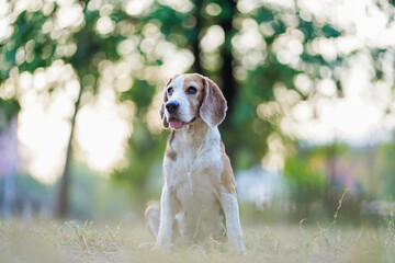 Portrait of an adorable  beagle dog sitting on the grass field in the evening