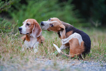 An skinny beagle dog is scratching its body next to another beagle on the grass field.
