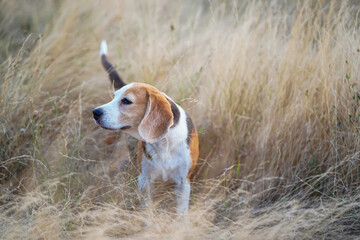 Portrait of an adorable beagle dog standing on the dried grass field in the evening
