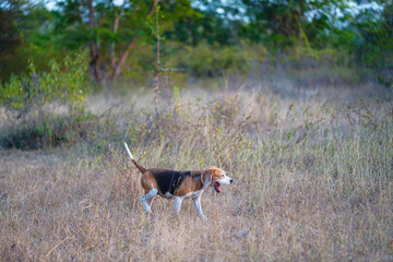 An adorable beagle dog walking on the dried grass field in the evening