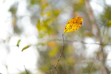 Golden Autumn Leaf Standing Out Against a Blurred Natural Background