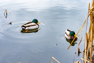 Ducks swimming peacefully in a serene pond during the day