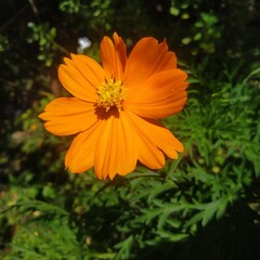 Close-up shot of beautiful Cosmos sulphureus flowers, capturing their delicate petals and vivid colors in a serene backyard garden setting