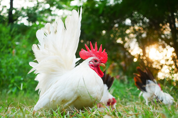 Portrait of free-range Thai white bantam chickens in the grass field.