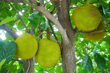 Close-up of a jackfruit hanging from its tree.