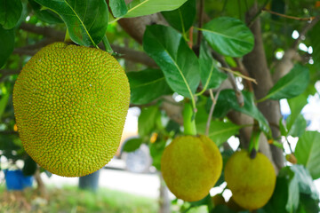 Close-up of a jackfruit hanging from its tree.