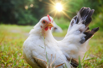 Portrait of free-range Thai white bantam chicken in the grass field.