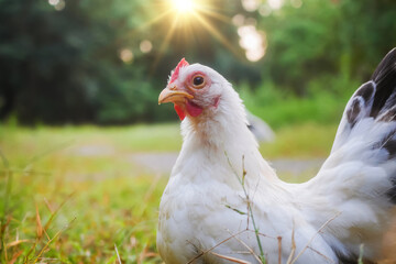 Portrait of free-range Thai white bantam chicken in the grass field.