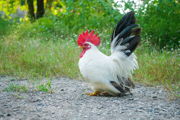 Portrait of free-range Thai white bantam chicken in the grass field.