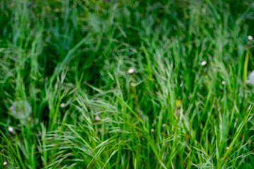 Lush green grass swaying in a gentle breeze during a sunny day