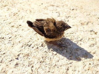 Morning Serenity: A Small Bird Warms Its Feathers in the First Rays of the Sun