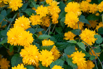 Vibrant yellow flowers blooming in a sunny garden during spring