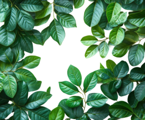 Leafy green border nature plant fresh isolated on transparent background, png