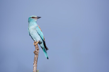 European Roller standing on a branch isolated in blue sky in Greater Kruger National park, South Africa ; Specie Coracias garrulus family of Coraciidae