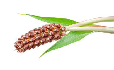 Agricultural sorghum quality harvesting fields isolated on transparent background, png