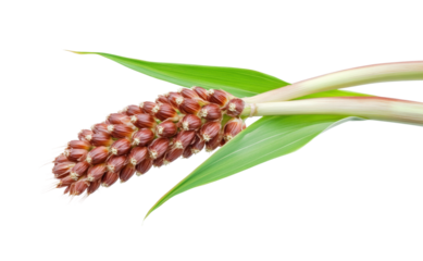 Agricultural sorghum quality harvesting fields isolated on transparent background, png