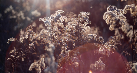 Dry plant branches on a sunny day © Patryk Michalski