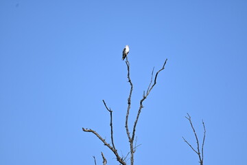 bird on a branch