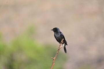 blackbird on a branch