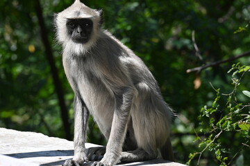 Monkey 