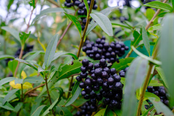 A bunch of ripe blackberries grows among lush green leaves