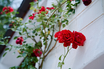 Beautiful Red Roses Blooming Against a White Wall Outdoors