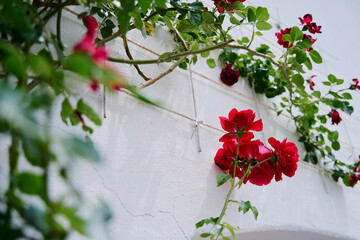 Beautiful Red Roses Blooming Against a White Wall Outdoors