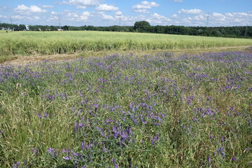 Fototapeta premium Feld mit Wicken
