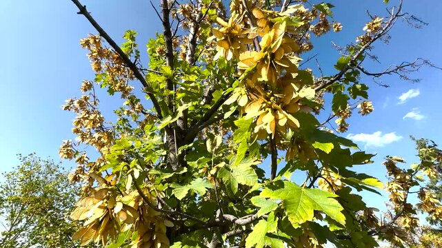 Fruits of a sycamore maple (Acer pseudoplatanus). Acer pseudoplatanus seeds and leaves on a branch isolated on a natural background. Bright golden orange colors in autumn. Selective focus. Close-up.
