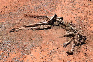 Kangaroo skeleton with skin in Australian desert