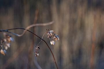 Dry plant branches on a sunny day © Patryk Michalski