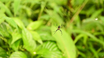 spider weaving its net